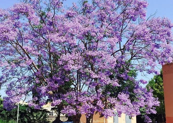 Holiday Mediterraneo Dom wakacyjny *